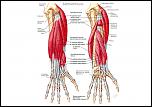     . 

:	anatomy197.jpg 
:	64 
:	90.5  
ID:	5539